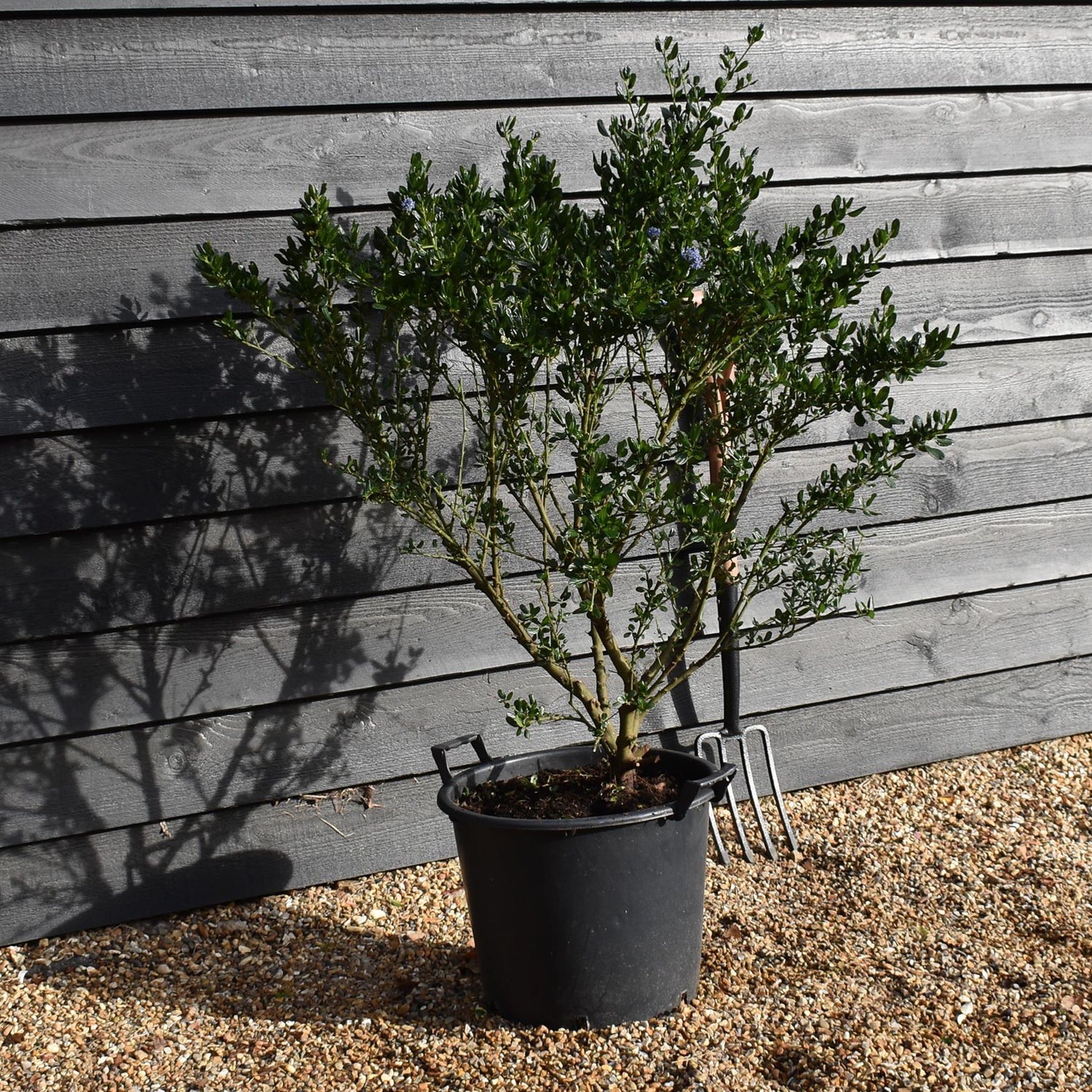 Ceanothus 'Victoria' - Bush - Height - 120-150cm - 30lt