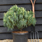 Pinus strobus 'Green Twist' | Eastern white pine - Height 50cm - Width 50-60cm - 18lt