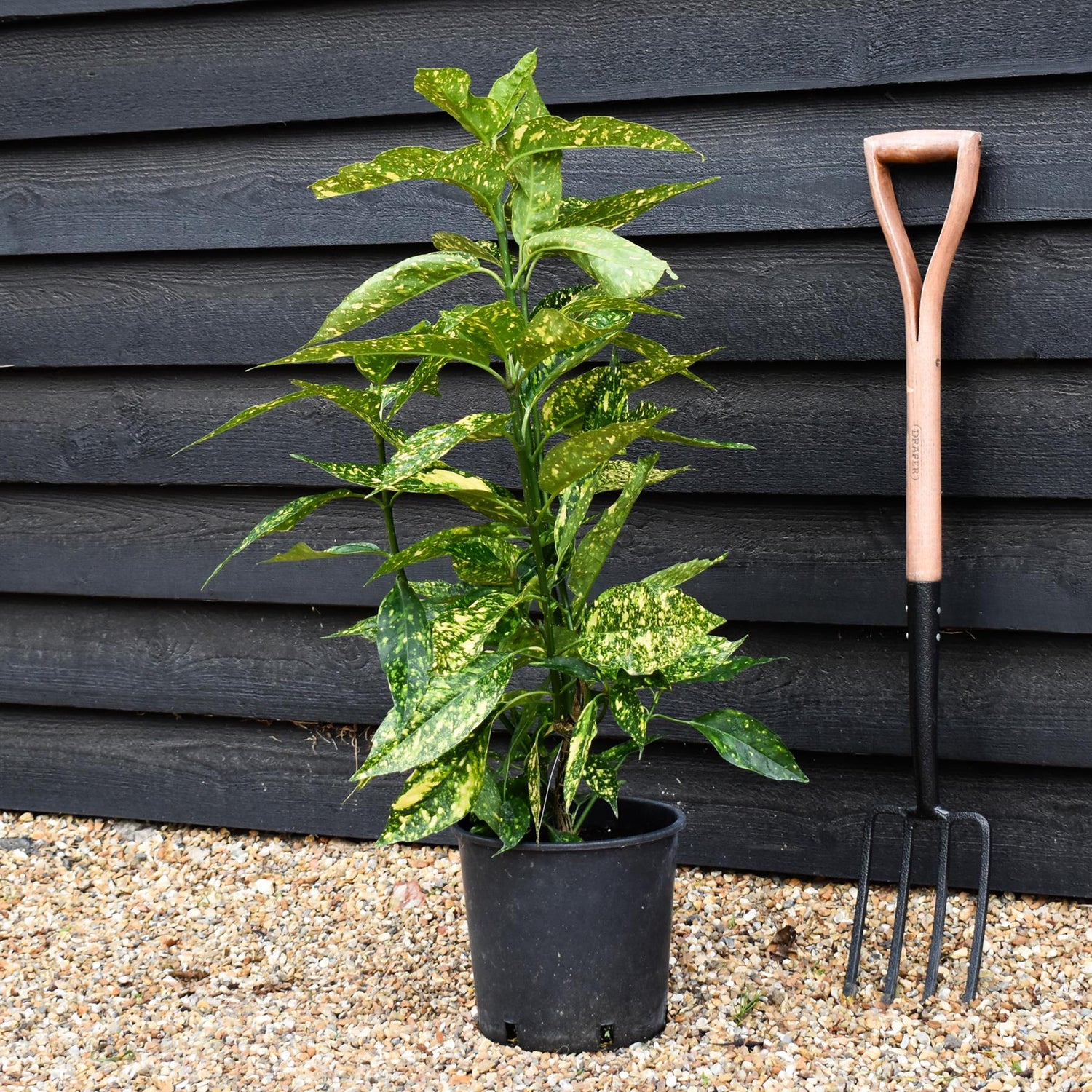Aucuba japonica 'Golden Girl' - 60-80cm - 10lt