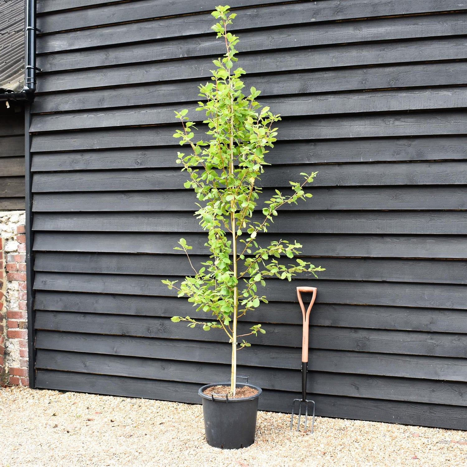 Alnus Incana Aurea - Grey Alder - Height 220-250cm - 30lt