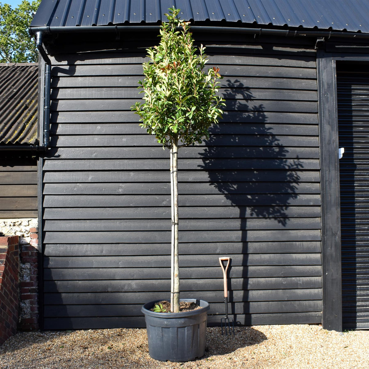 Photinia x fraseri Red Robin - 180cm Trunk - Height 300cm-330cm - Girth 14-16cm - 180lt