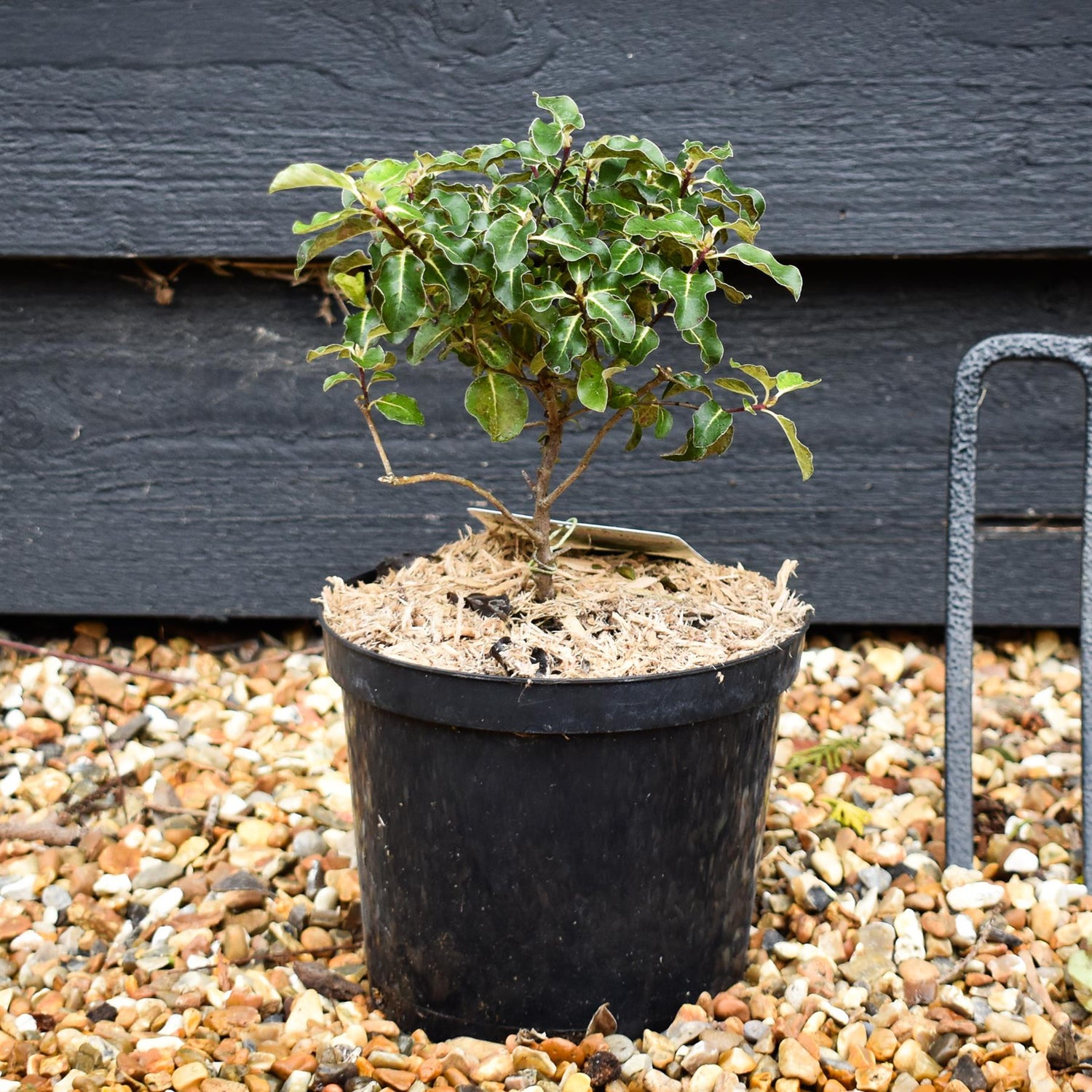 Pittosporum tenuifolium 'Gold Star' -  Height 18-25cm - 2lt