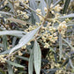 Olive Tree | Olea Europea 1/2 Std - 100-110cm, 45lt