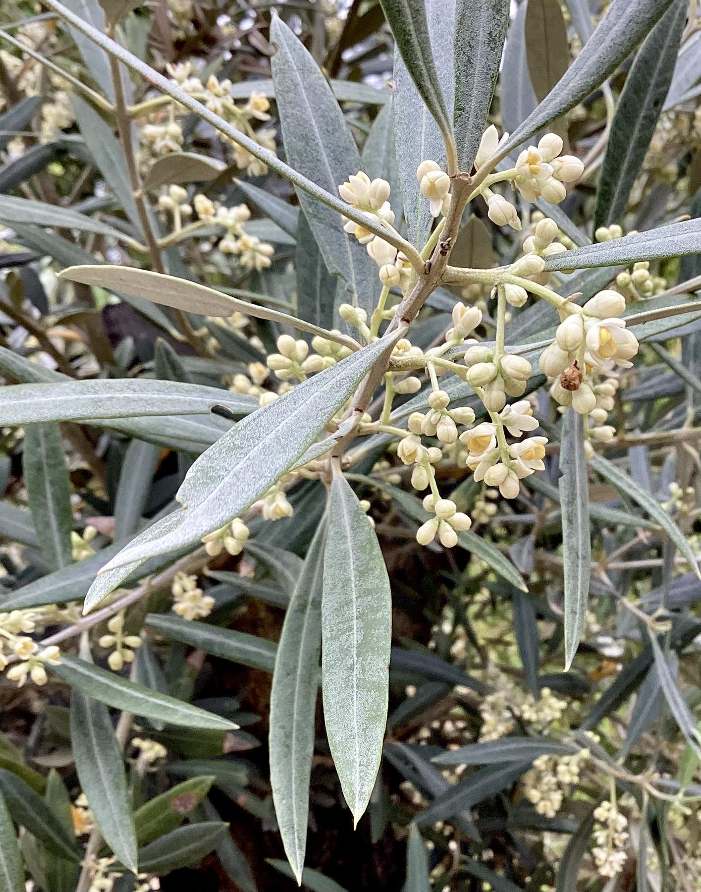 Olive Tree | Olea Europea 1/2 Std - 100-110cm, 45lt