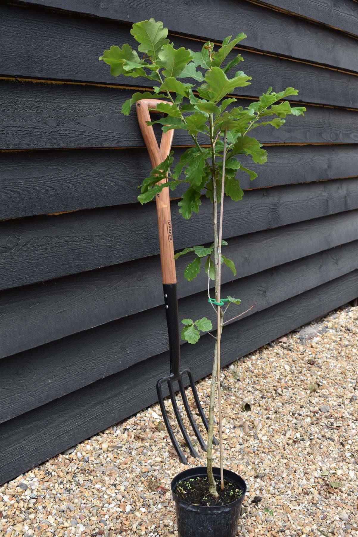 English Oak | Quercus robur  100-120cm - 3-5lt