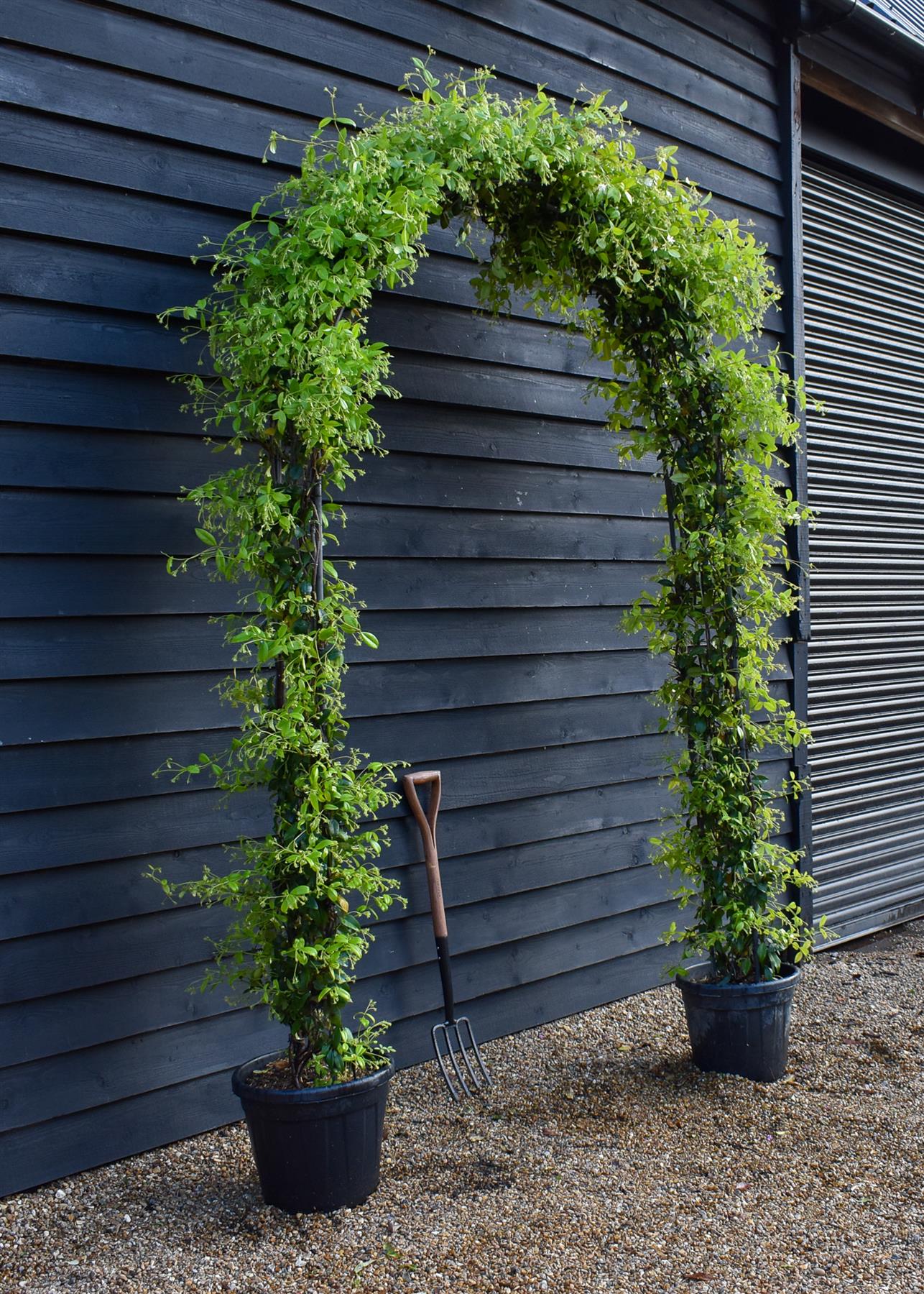 Trachelospermum jasminoides - Arch - Height 220cm -30lt