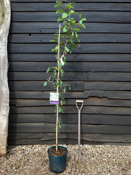 Plum 'Victoria' Half Standard | Prunus domestica - 130-150cm - 12lt