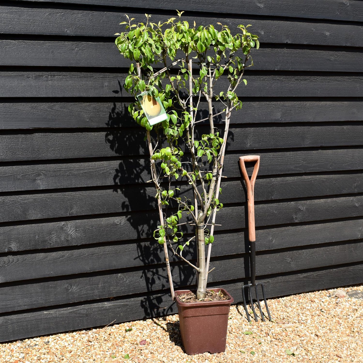 Pear tree 'Bonne Louise' | Pyrus communis  - Frame - Height 140-150cm - 15lt