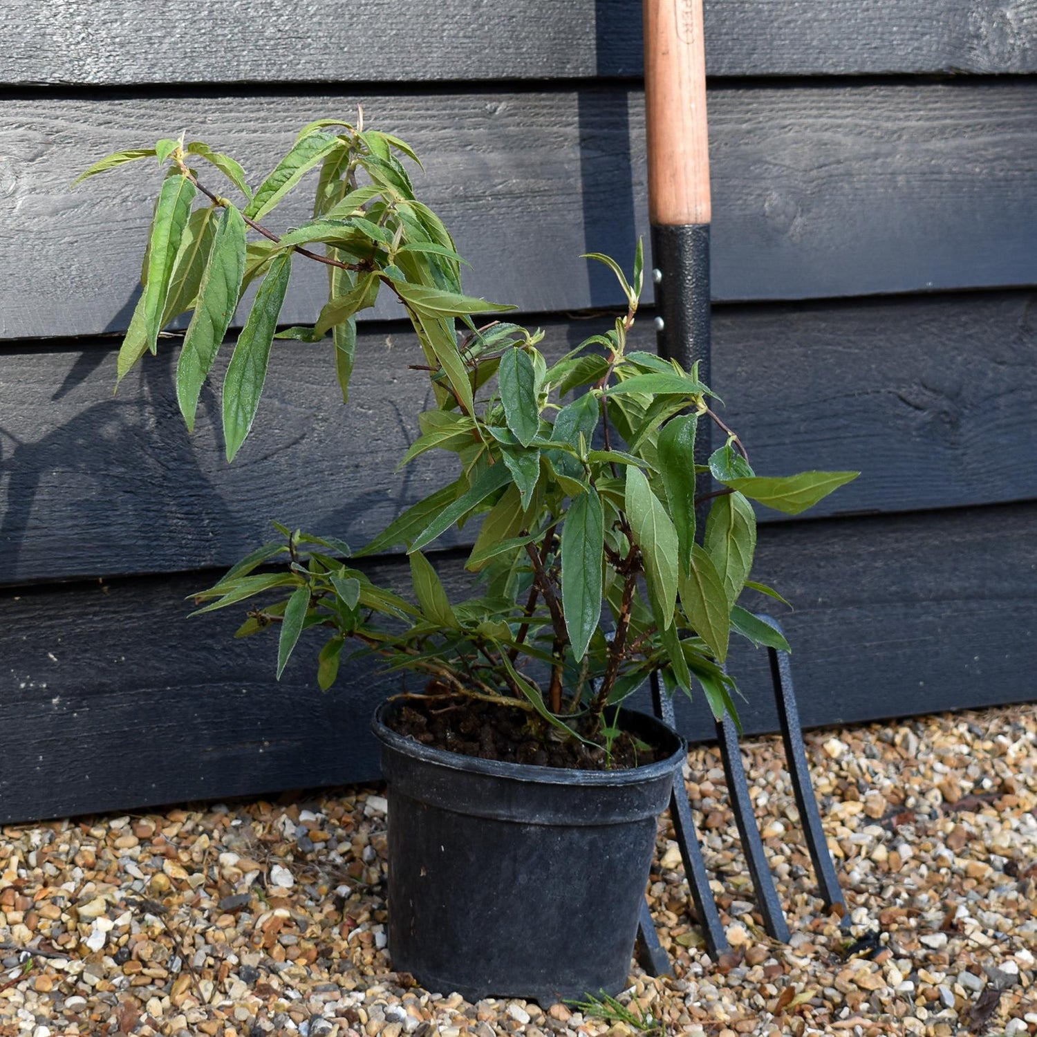 Deutzia scabra 'Pink Pompom' - 3lt