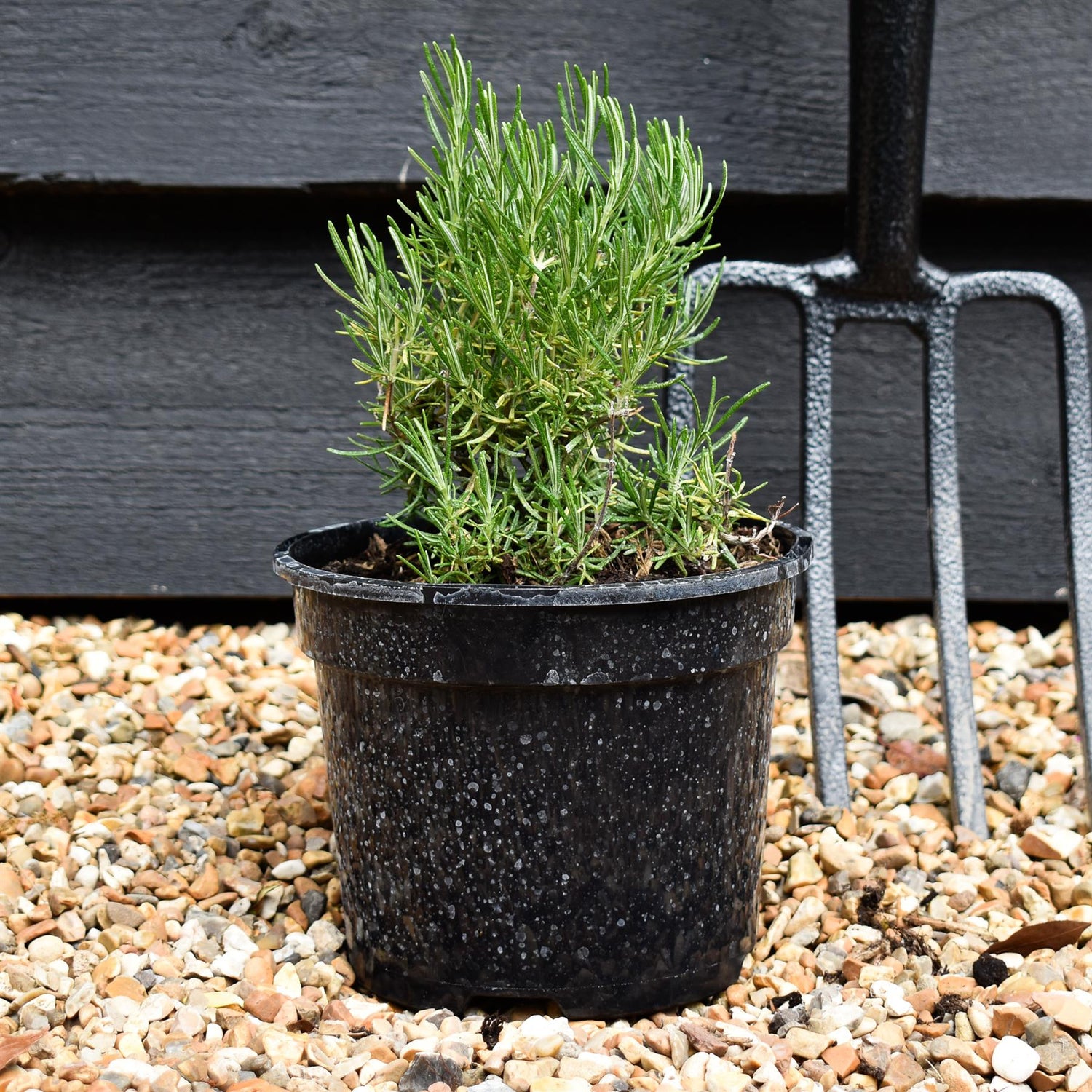 Rosmarinus officinals 'Green Ginger - Height 15-25cm - Bushy - 2lt