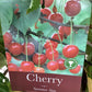 Cherry 'Summer Sun' on Gisela | Prunus avium - Dwarfing - 140-150cm - 12lt