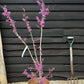 Cercis chinensis 'Avondale' - 100-120cm, 20lt