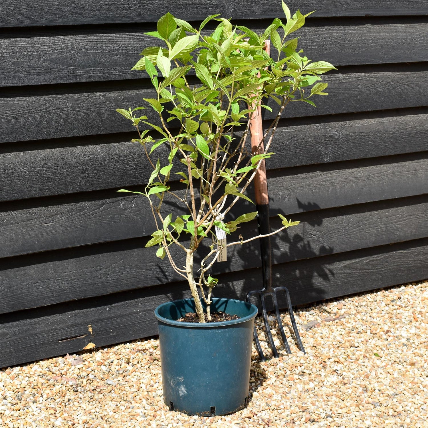 Weigela Rubidor | Rubidor Weigela - Height 35-45cm - 12lt