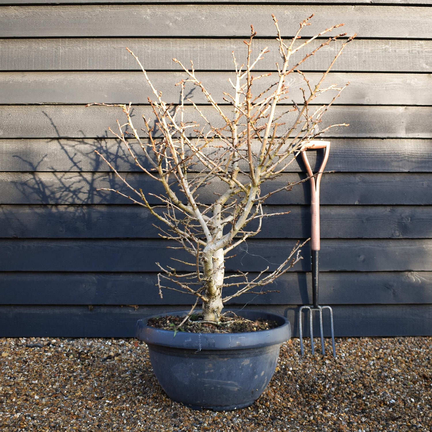 Ginkgo biloba 'Troll' | Maidenhair Tree - Bushy - Bowl - Height 100-110cm - 50lt