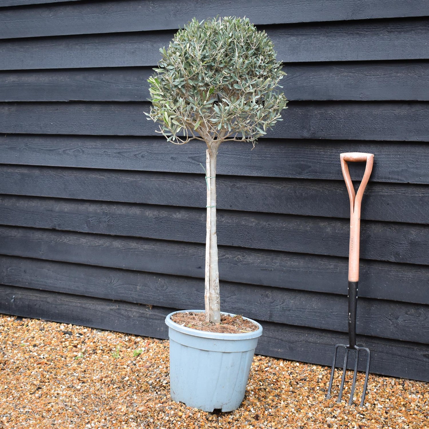 Olive Tree |Olea Europea - Half Standard - Clear Stem 50-60cm - Height 100-110cm - 25lt