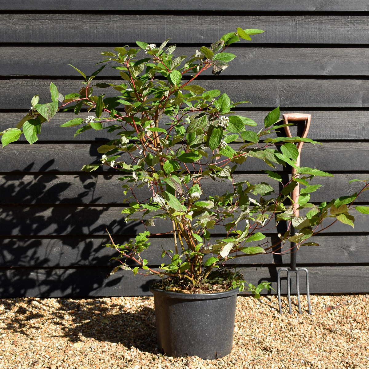 Cornus alba 'Sibirica' | Siberian Dogwood - Shrub - Height 90-100cm - 20lt