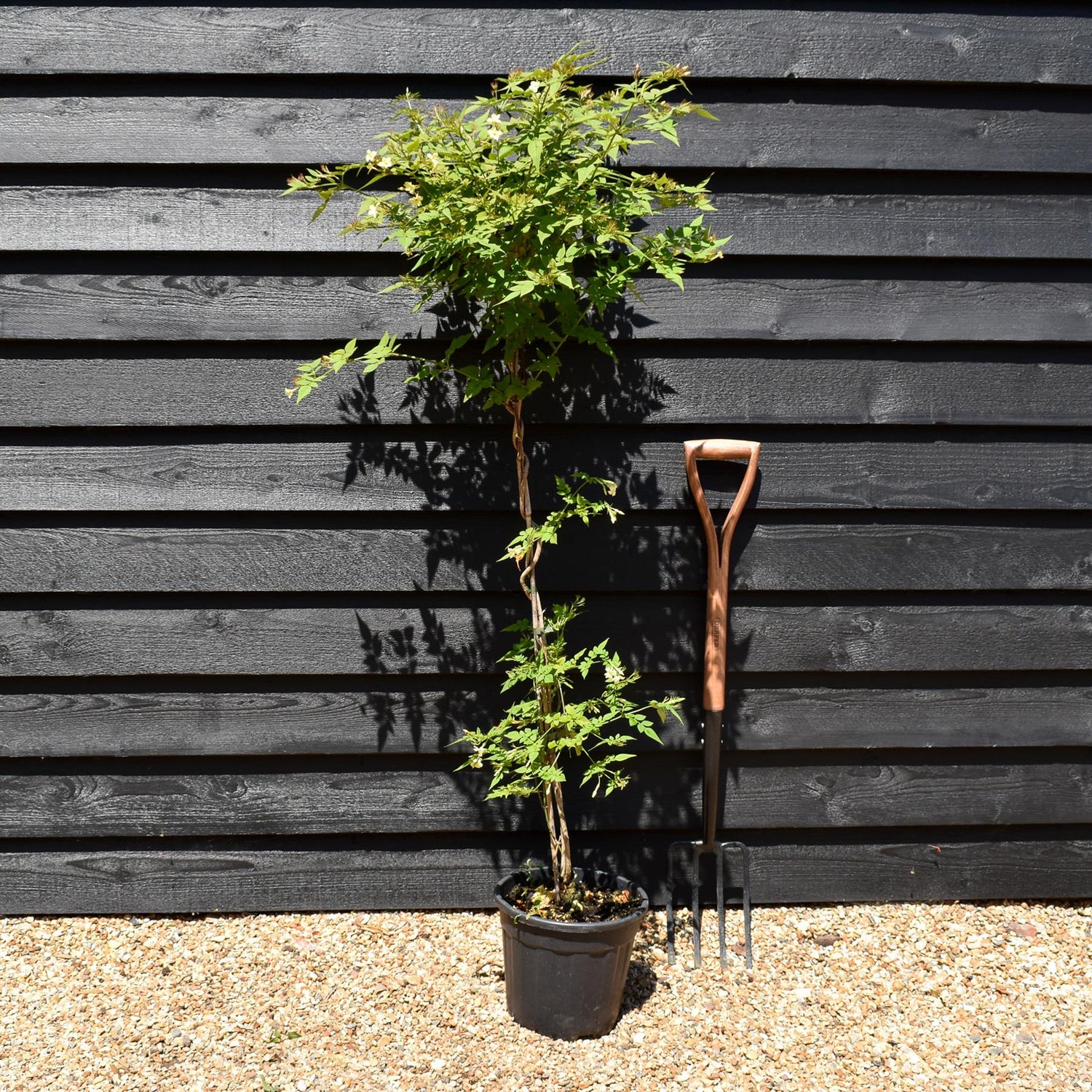 Jasminum officinale 'Clotted Cream' | Jasmine 'Clotted Cream' - Height 100-120cm - 9lt