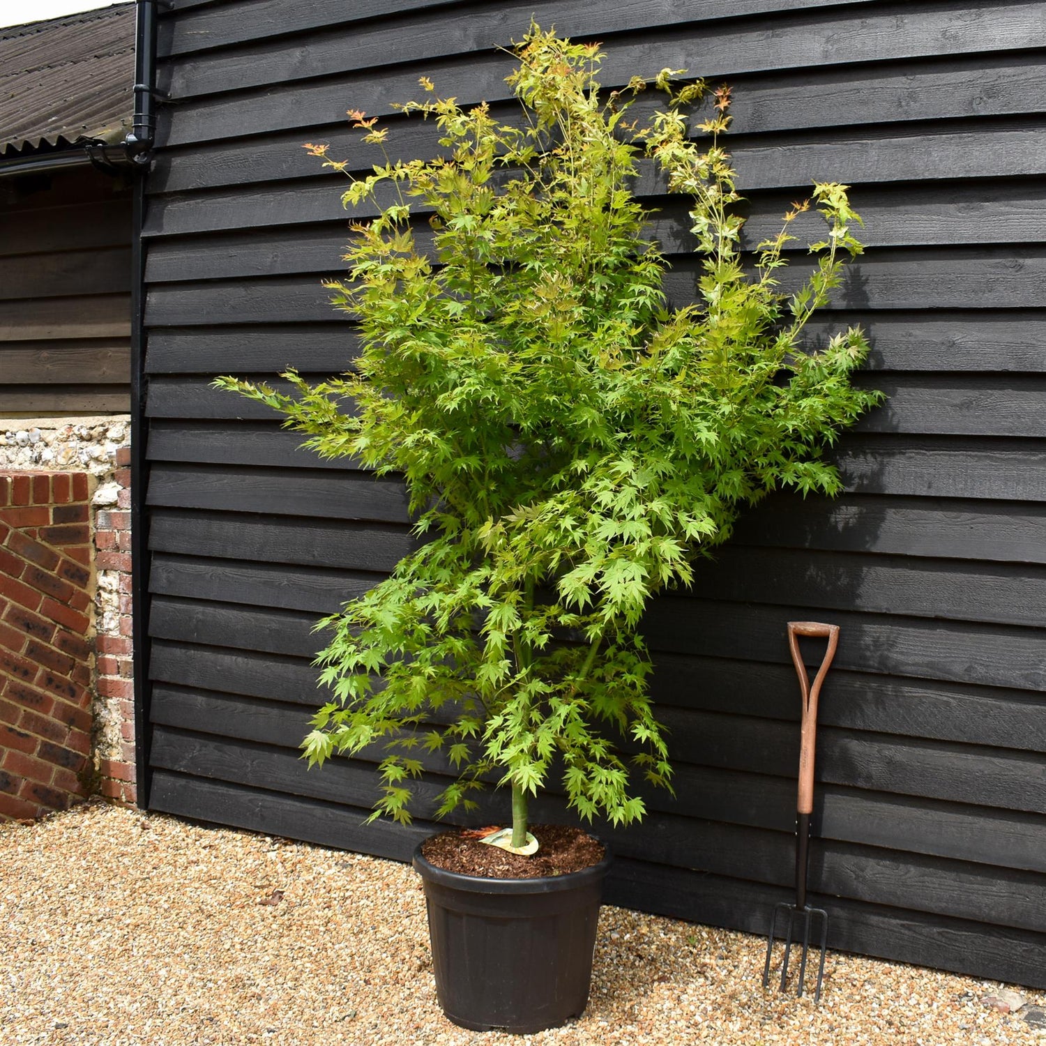 Acer palmatum 'Orange Dream' - Height 200-220cm - 55lt