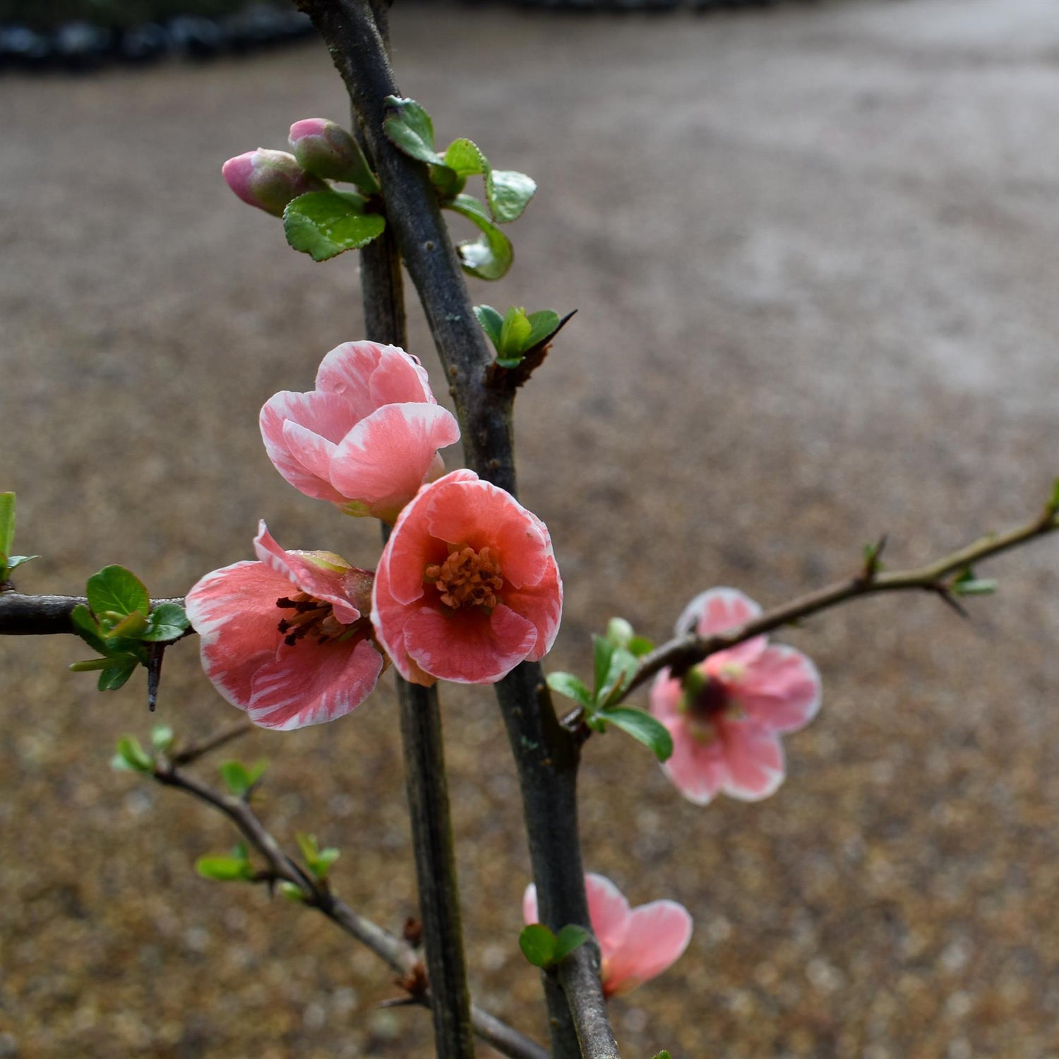 Chaenomeles Madame Butterfly - 15-25cm - 3lt