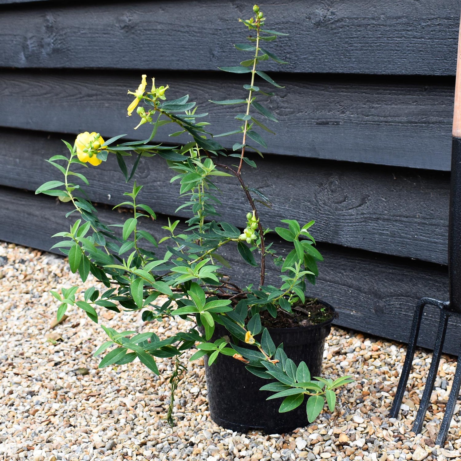 Hypericum x hidcoteense 'Hidcote' | St John's Wort 'Hidcote' - Height 40-60cm - 5lt
