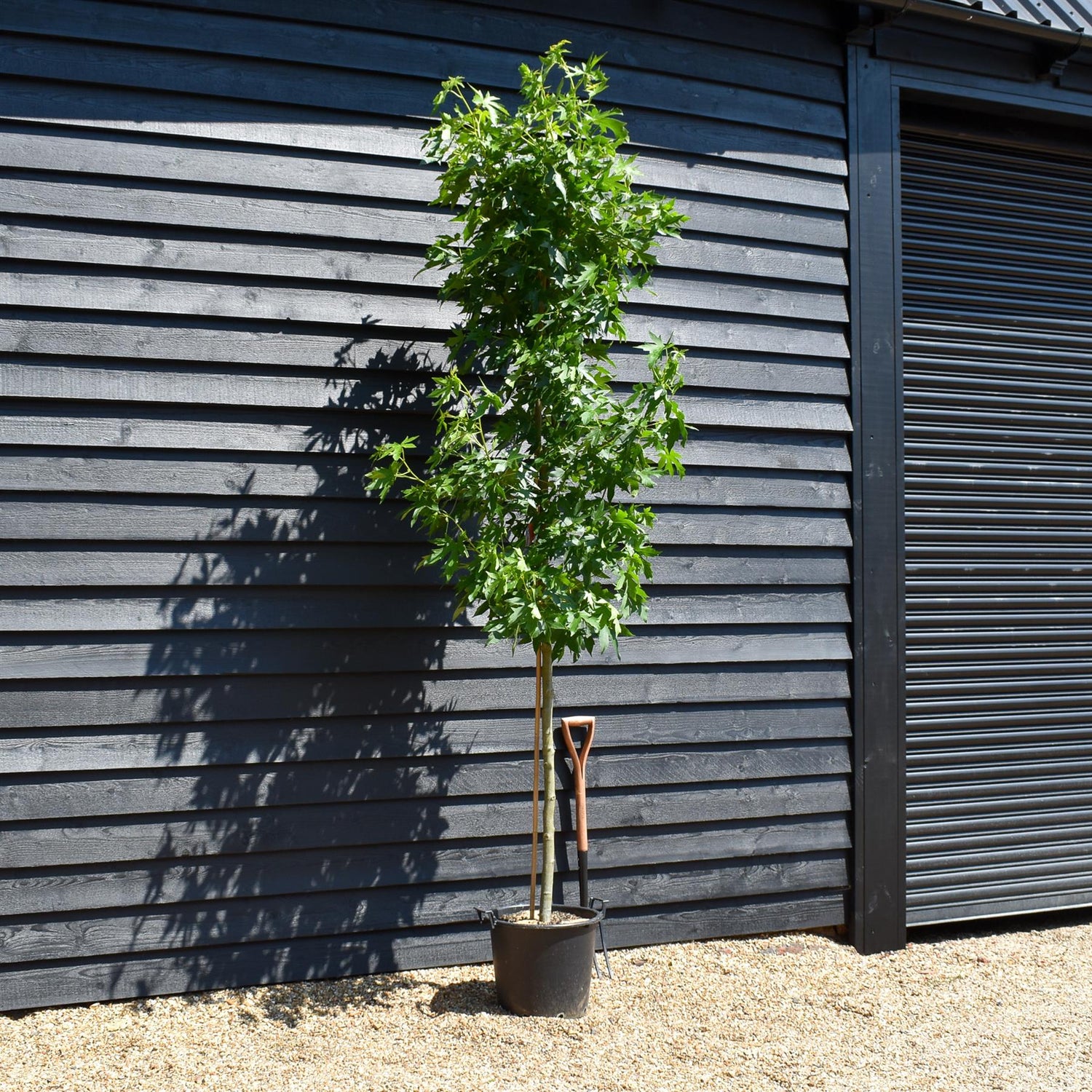 Sweet gum | Liquidambar styraciflua 'Worplesdon' - Height 200-250cm - Girth 8-10cm - 40lt