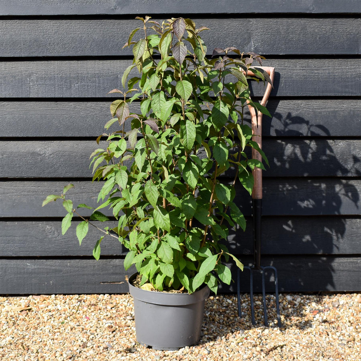 Callicarpa bodinieri var. giraldii 'Profusion' - Height 90-110cm - 10lt