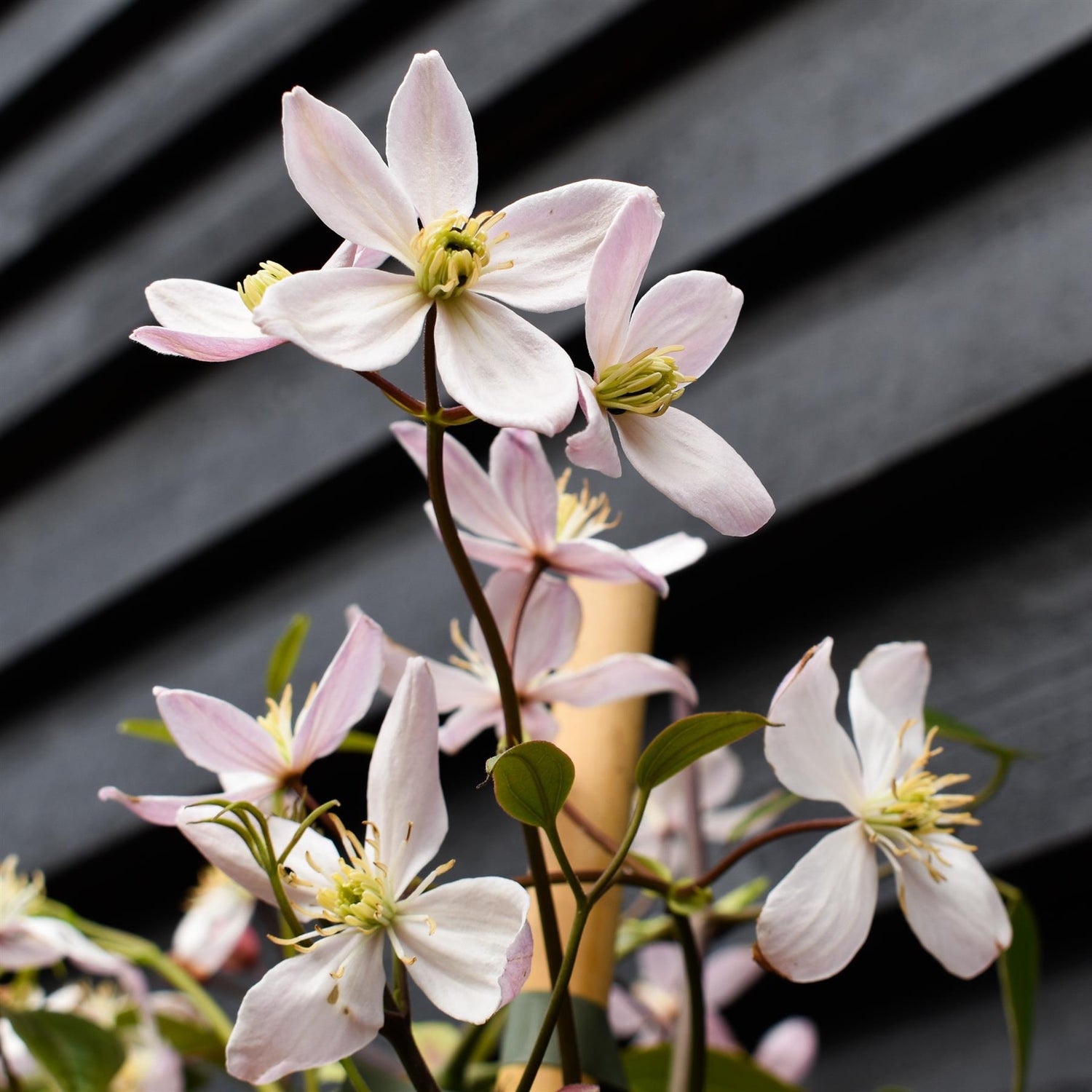 Clematis 'Apple Blossom' - Height 180-200cm - 8lt