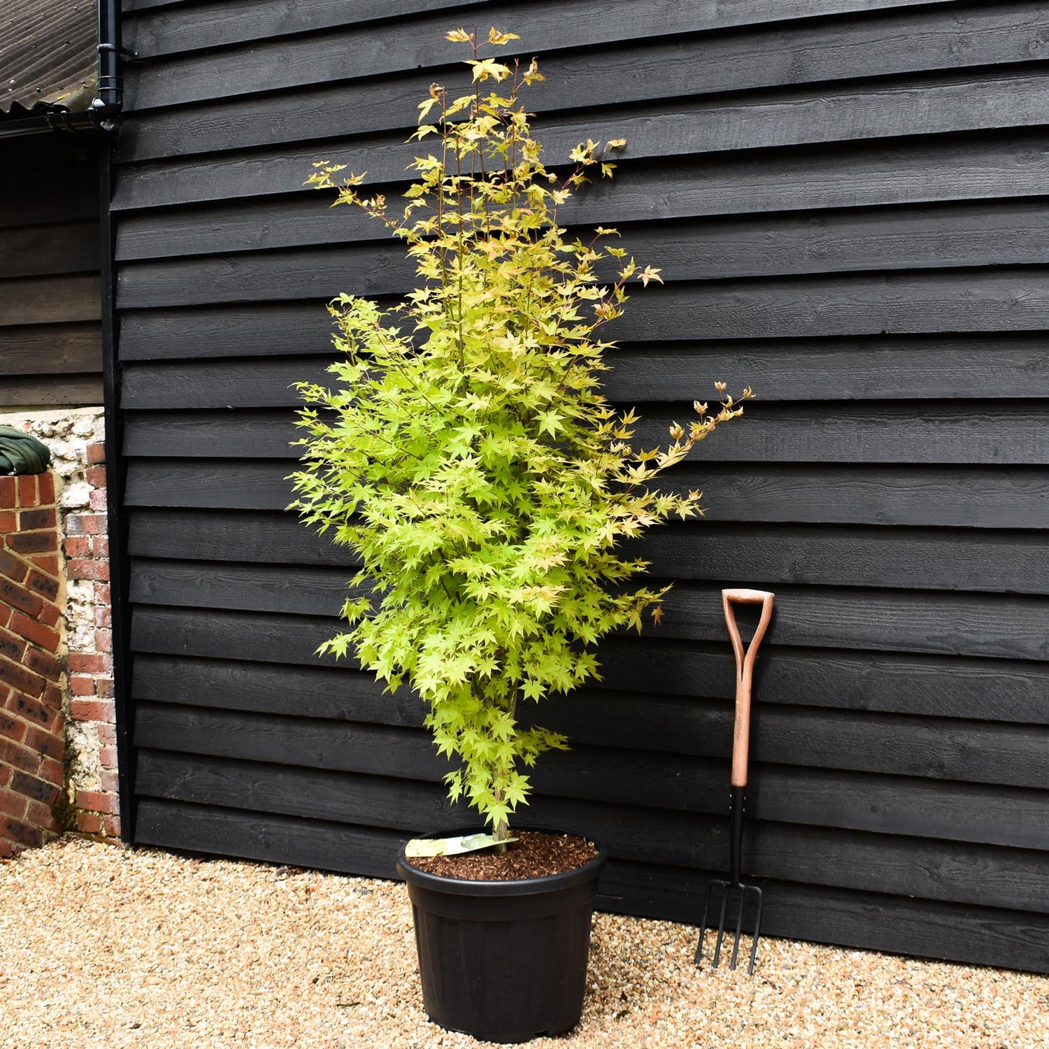 Acer palmatum 'Summer Gold' - Bushy - 190-200cm - 55lt