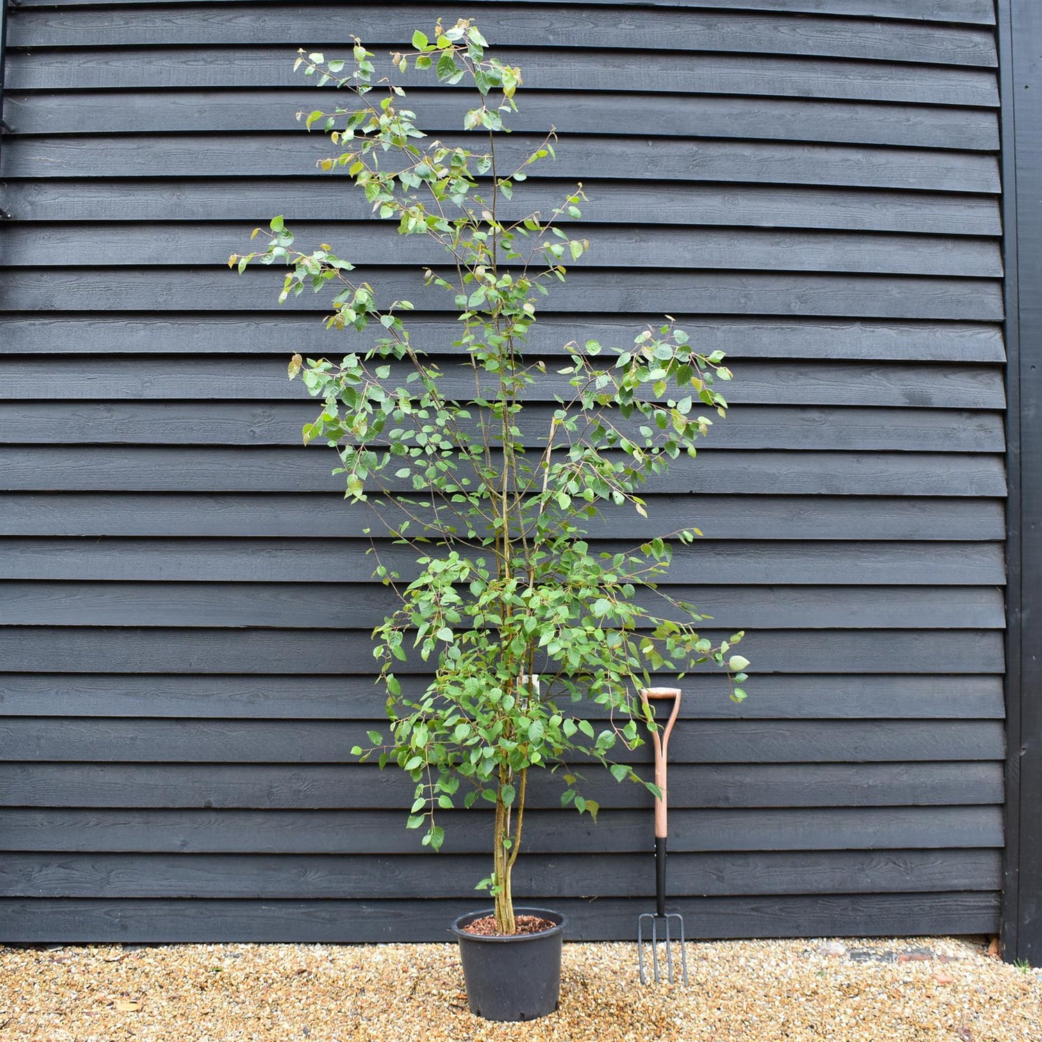 Betula utilis jacquemontii | Kashmir Birch - Multistem - 280cm, 20lt