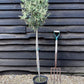 Olive Tree | Olea Europea 1/2 Std Clear Stem - 10lt