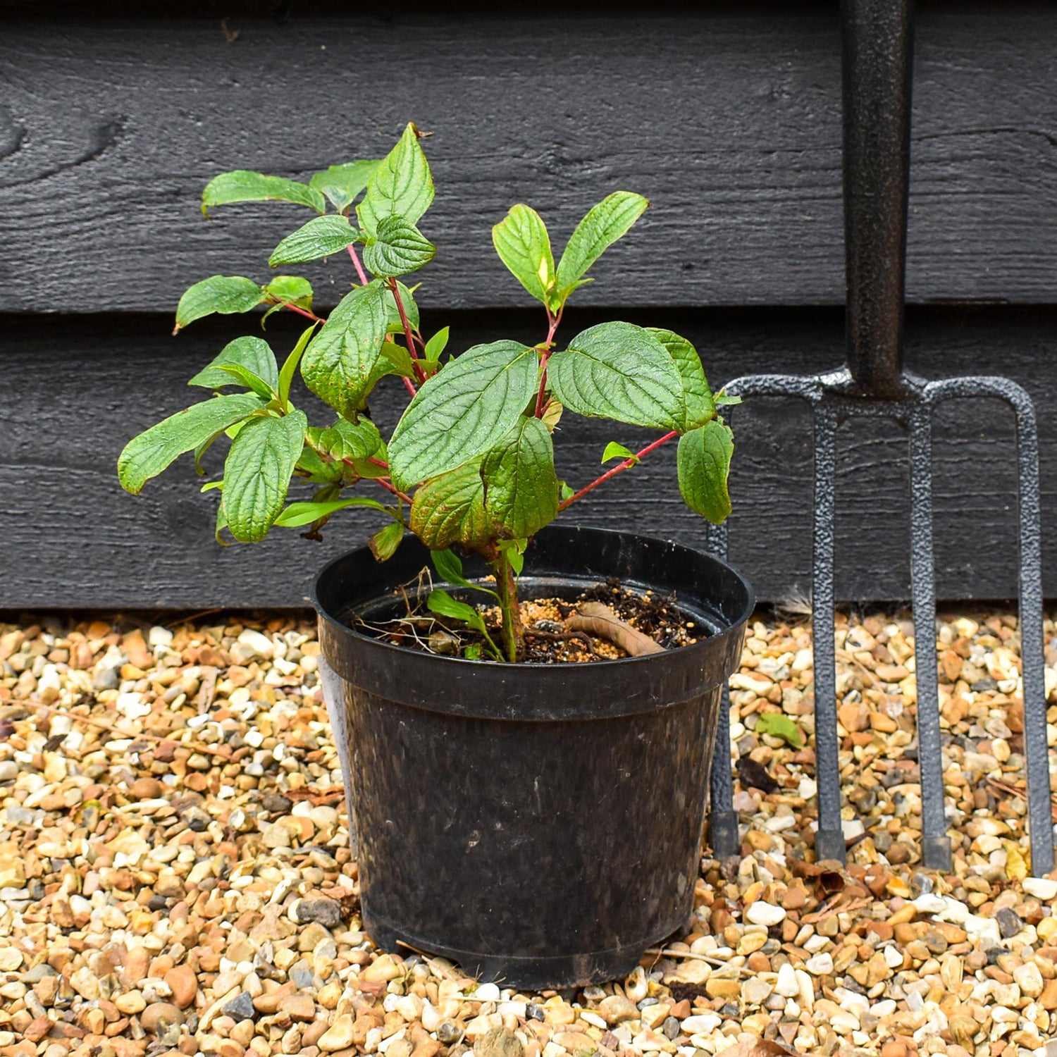Cornus alba 'Sibirica' | Siberian Dogwood - 20-35CM - 3lt