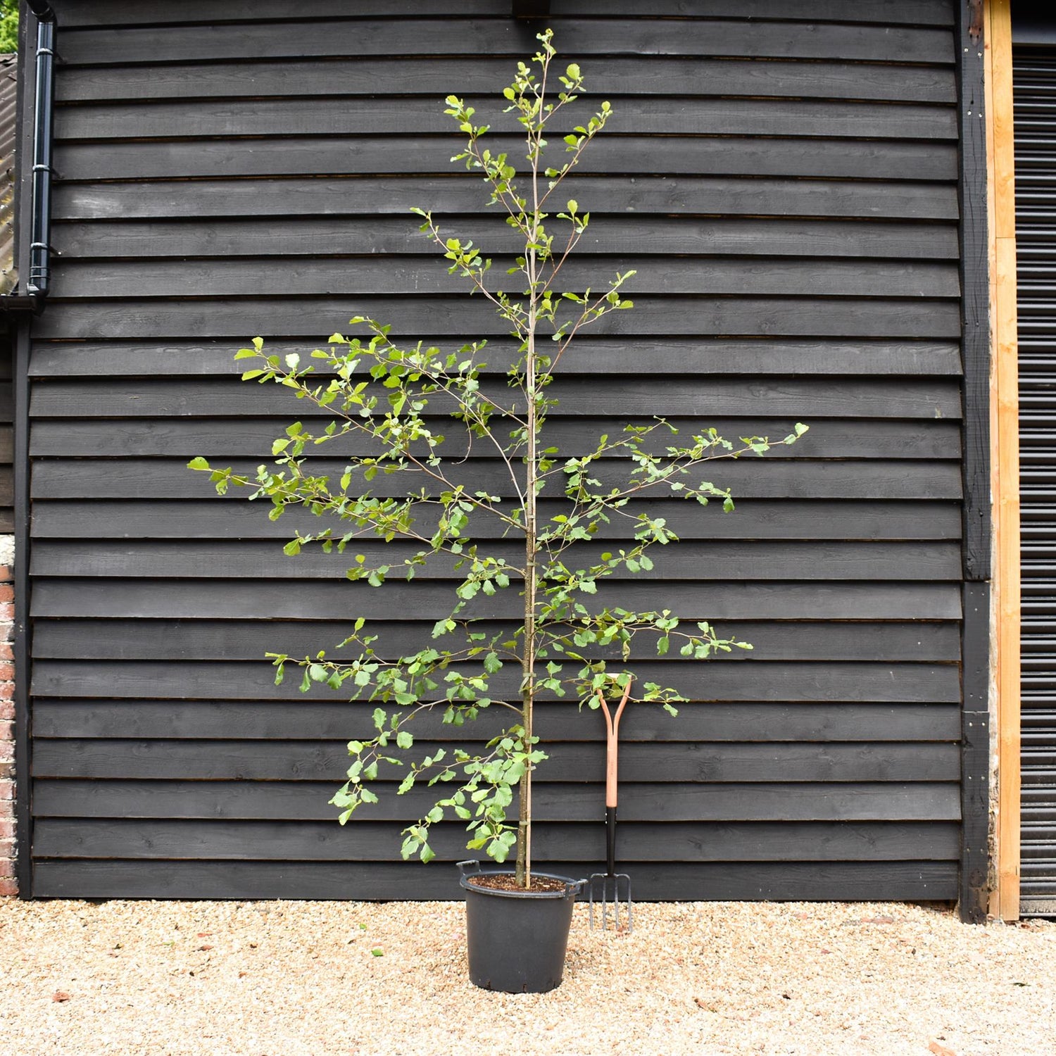 Alnus Glutinosa - Alder tree - Feathered - Height 280-300cm - Girth 6-8cm -30lt