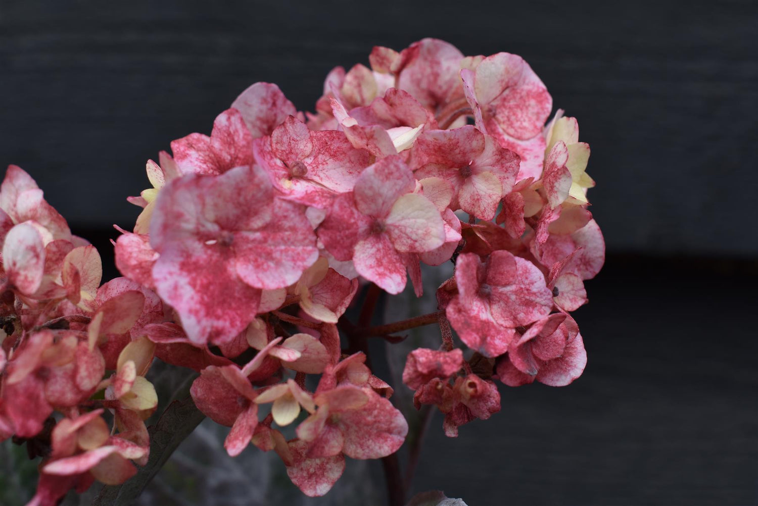 Hydrangea 'Preziosa' - 5lt