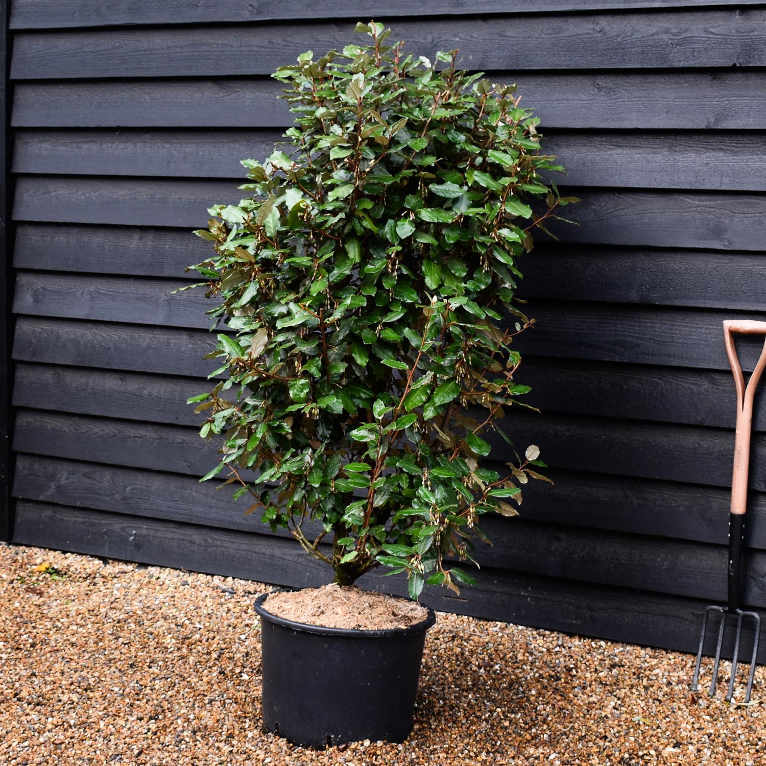Elaeagnus ebbingei Compacta - Shrub - Height 120-140cm - 30lt