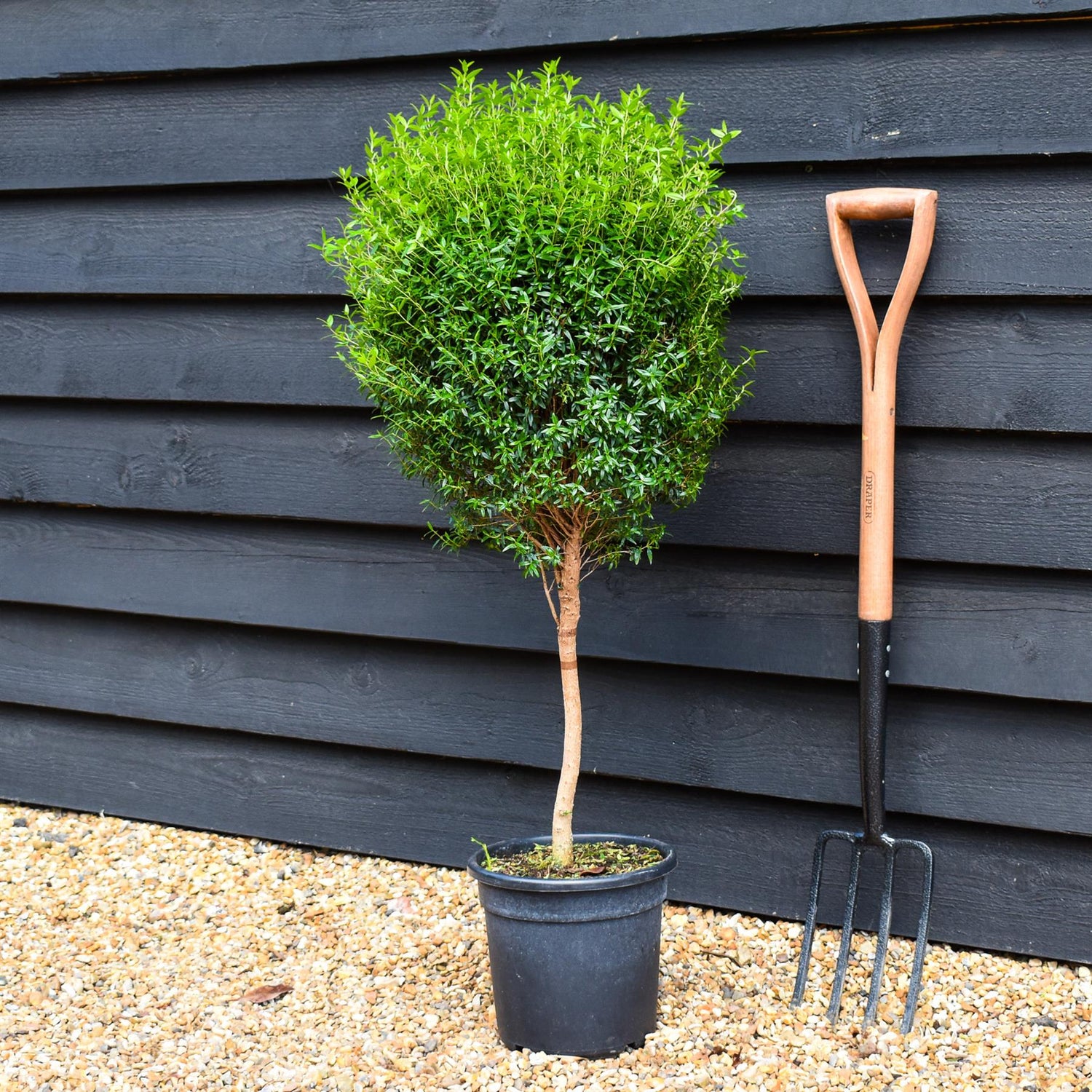 Tarentine myrtle | Myrtus microphylla - Stem 30cm - Height 90cm - 7lt