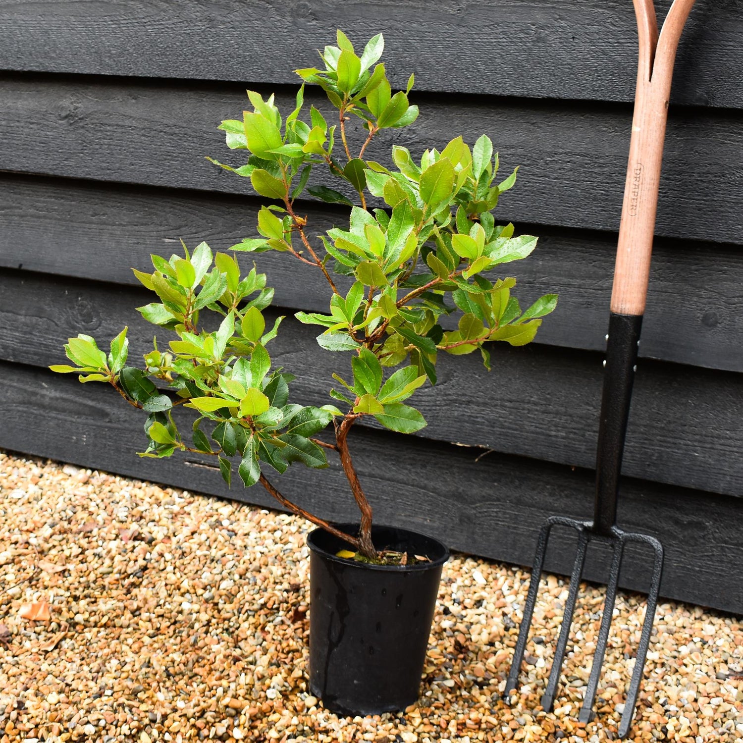 Arbutus unedo | Strawberry Tree - 20-25cm, 3lt