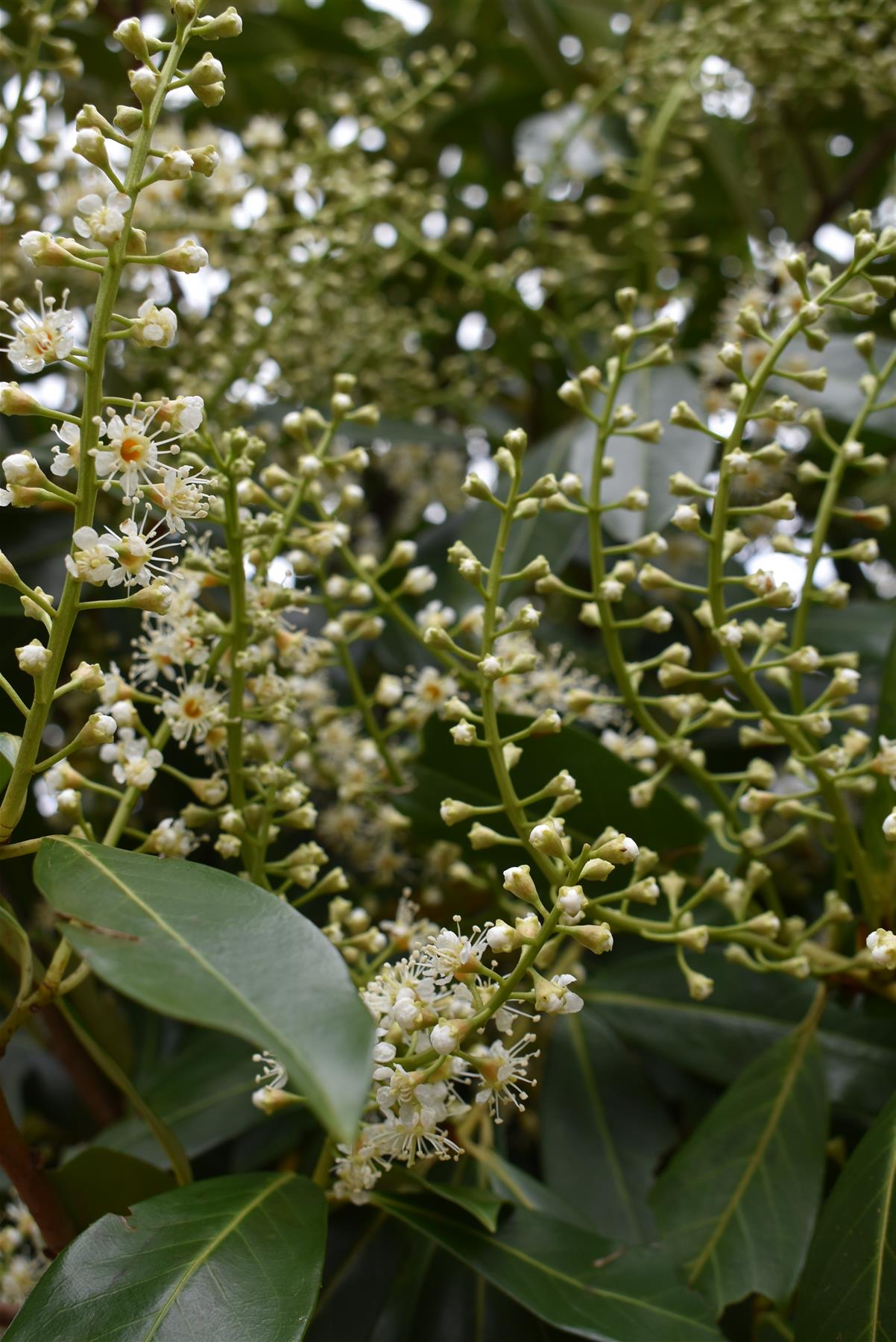 Prunus laurocerasus 'Novita' - Multistem - Parachute - Height 300-320cm - Width 250-300cm - 285lt