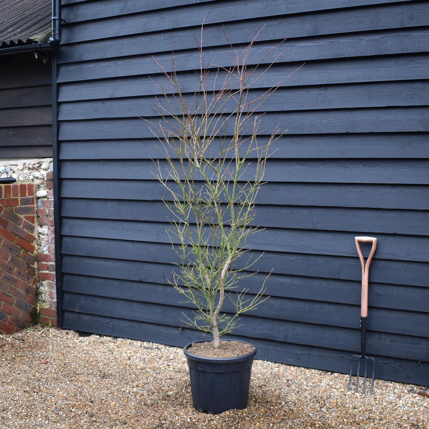 Acer palmatum 'Jerre Schwartz' | Japanese maple 'Jerre Schwartz' - Height 170-190 - 35lt