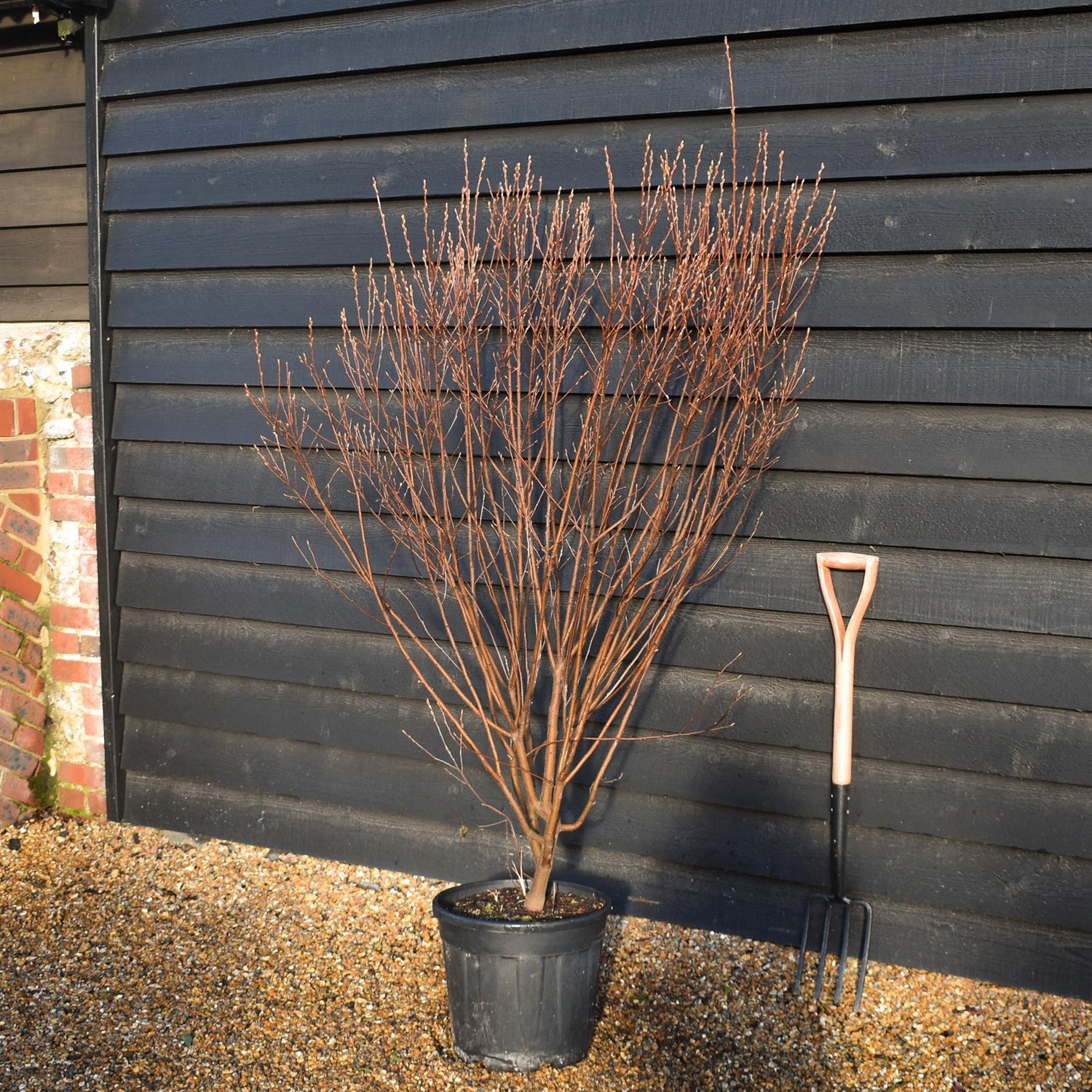Amelanchier can. October Flame Multistem - Height 150-170cm - 25lt