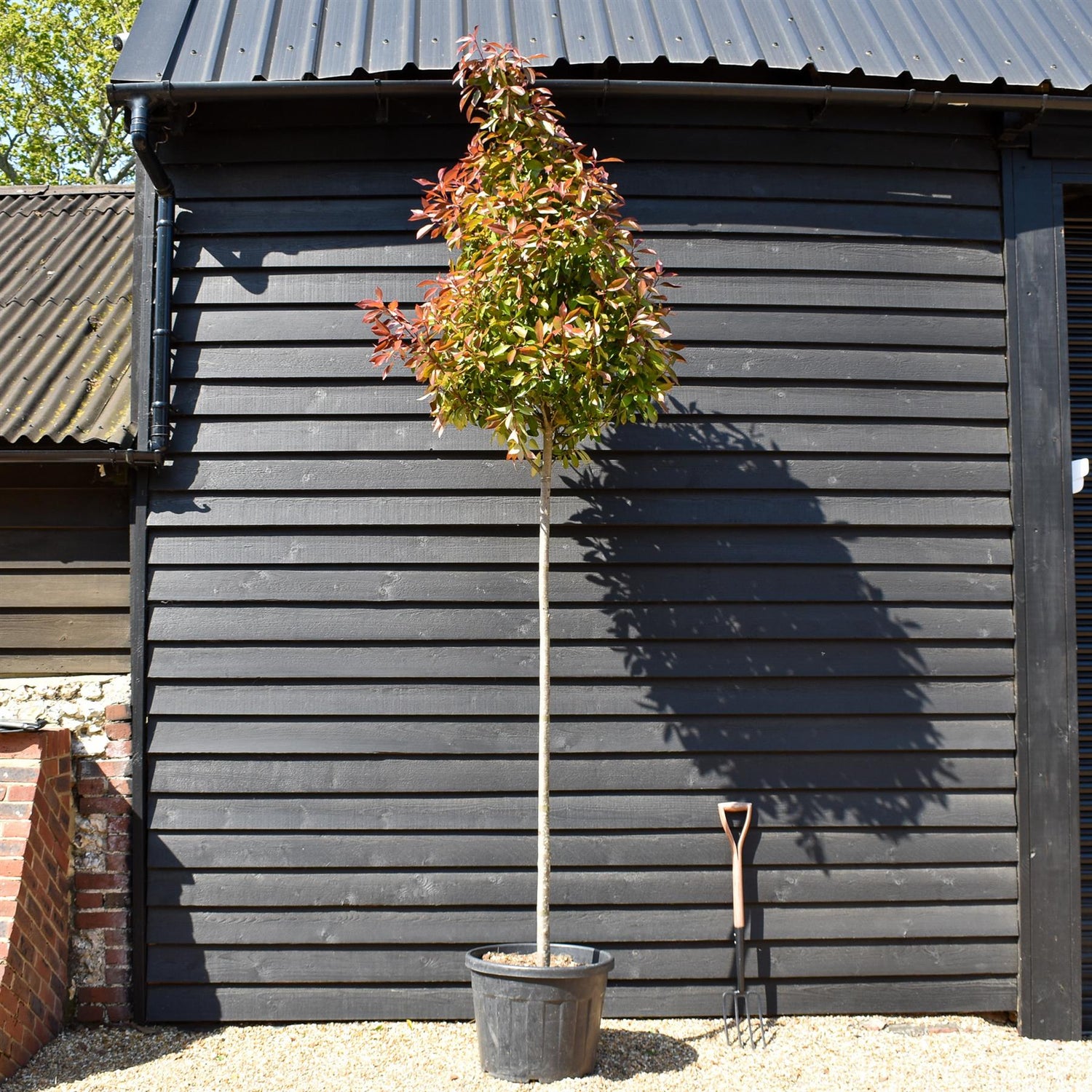 Photinia Red Robin -  Standard screening tree -Clear Stem 180-190cm - Height 300-320cm - Girth 10-12cm - 90lt