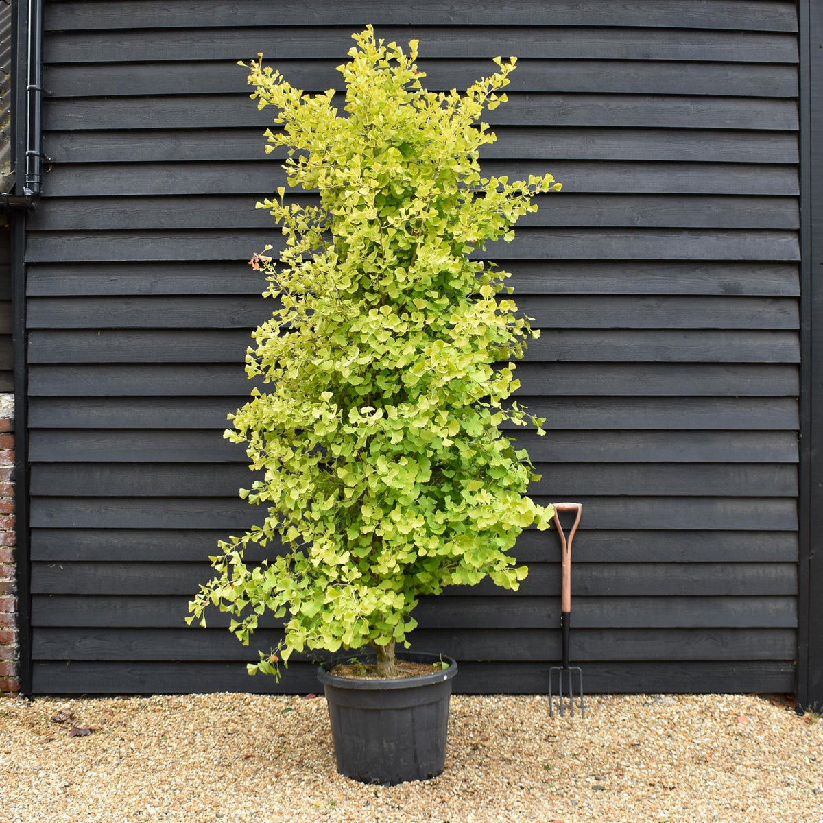 Ginkgo biloba | Maidenhair Tree - 'Fastigiata' Bushy - Height 280-300cm - 70lt