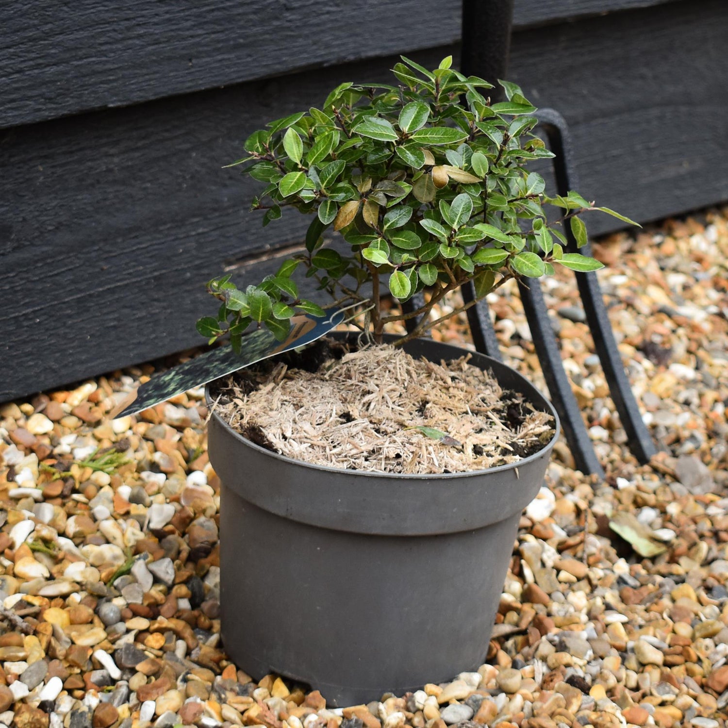 Pittosporum tenuifolium 'Gold Ball' (Golden Ball) - Height 15-20cm - 2lt