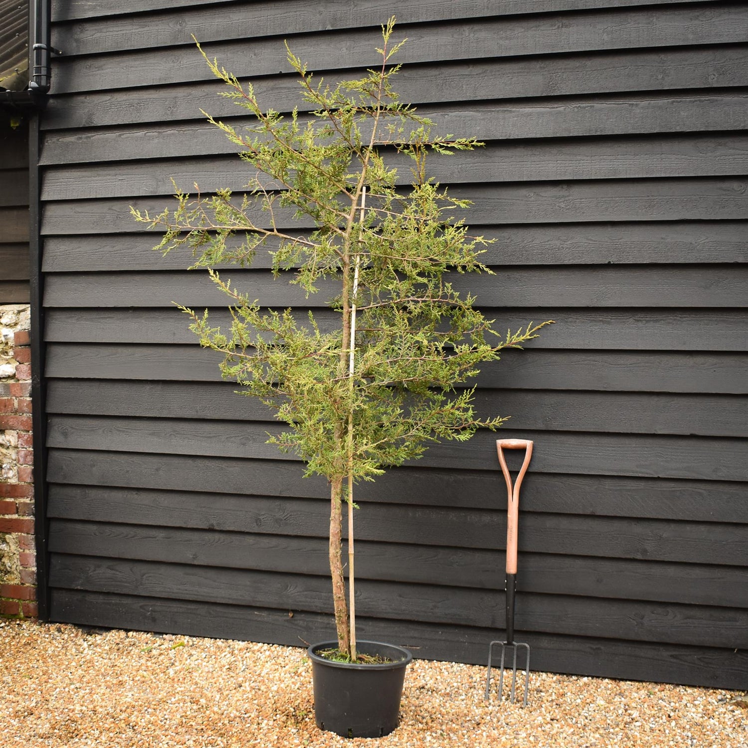 Cupressocyparis leylandii 'Castlewellan Gold' - Clear Stem 70cm - Height 180-200cm - 20lt