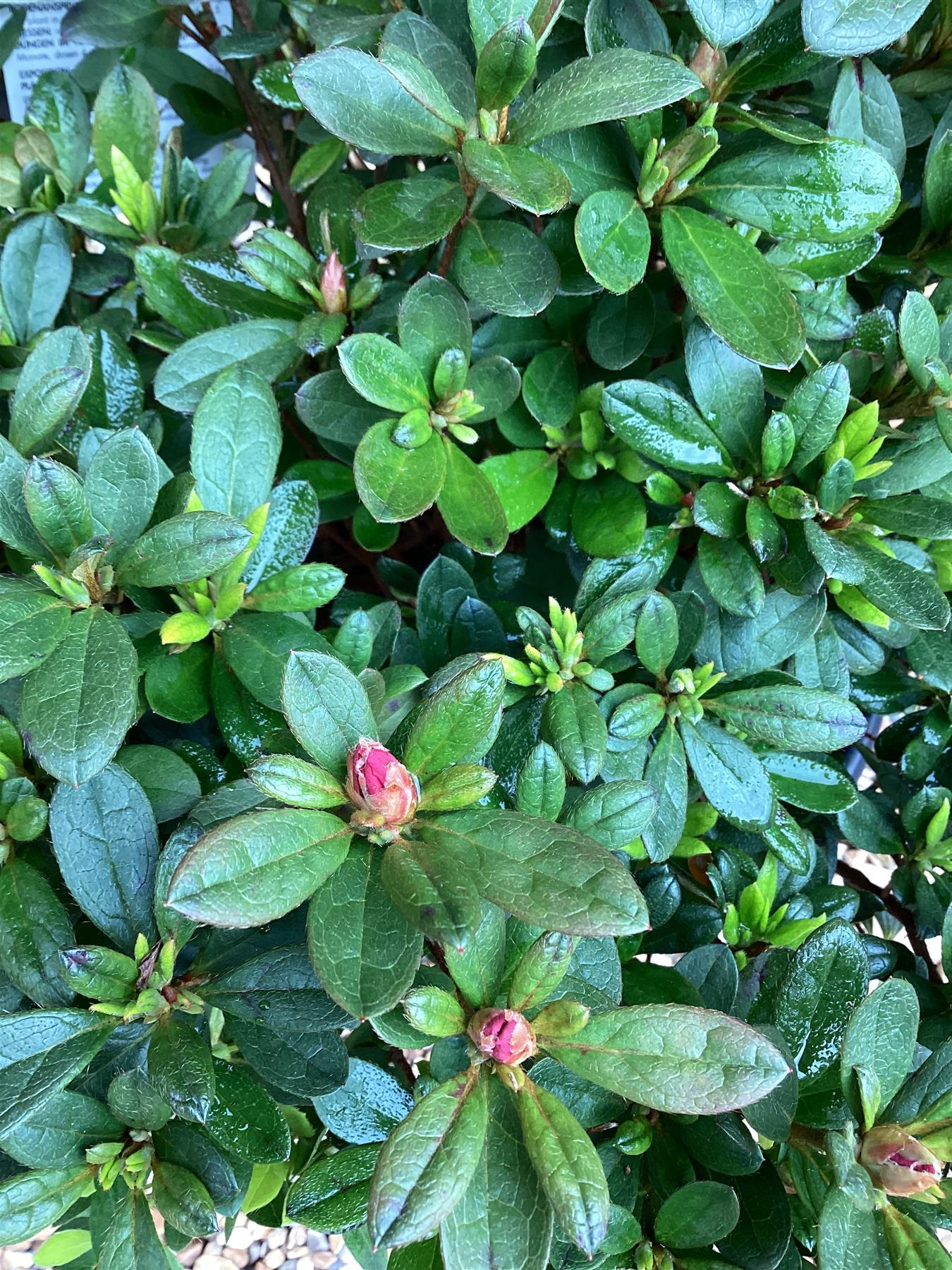 Azalea Japonica Purple Splendor| Rhododendron Purple Splendor - 50-60cm - 7lt