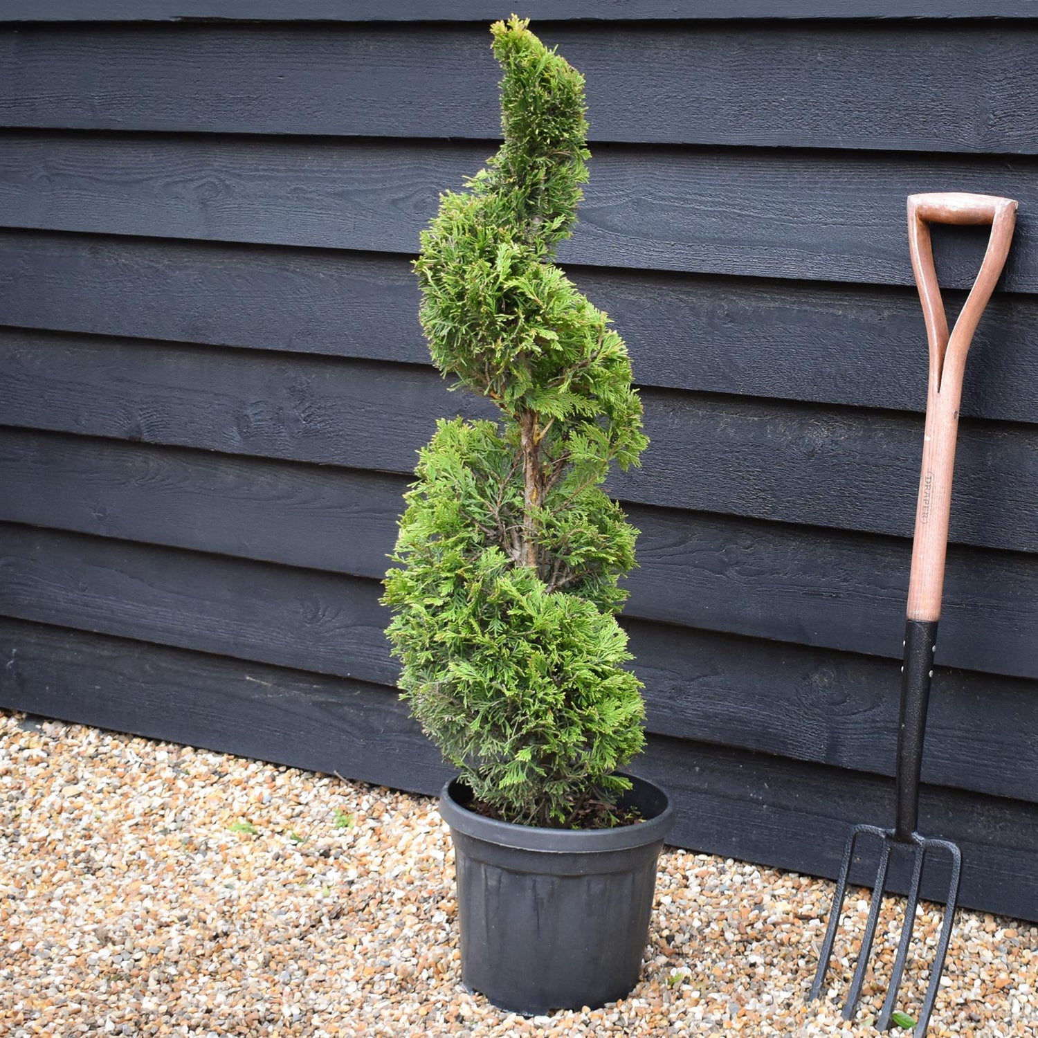 Cuprocyparis leylandii 'Gold Rider' - Spiral - 110-120cm, 10lt