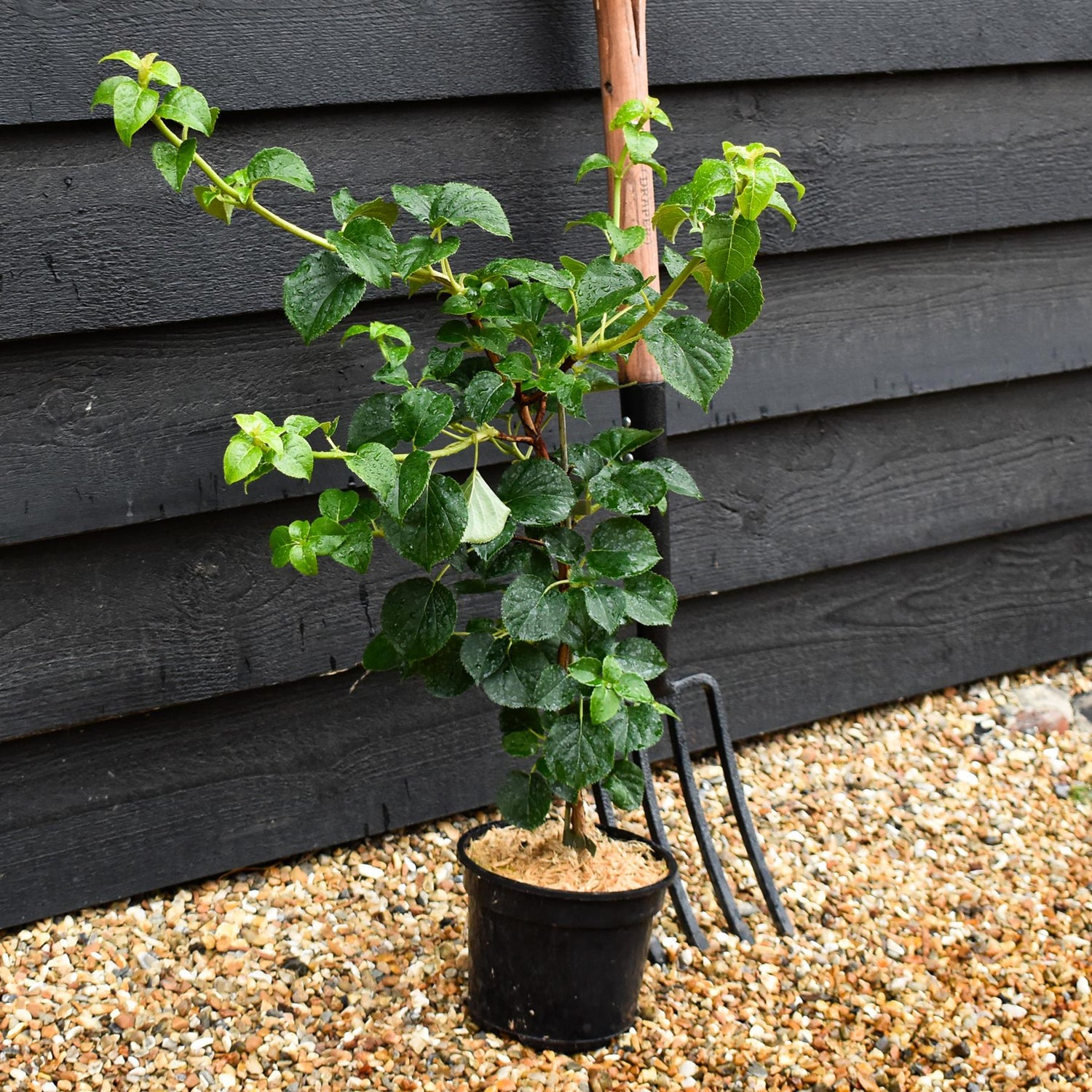 Hydrangea petiolaris | Climbing Hydrangea - 30-40cm - 3lt