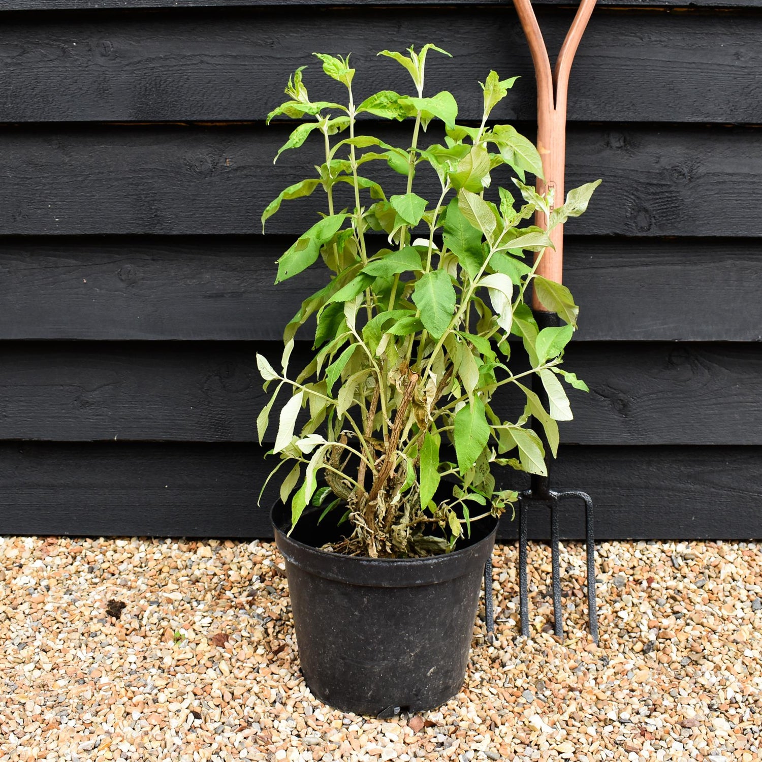 Buddleja Moonshine Butterfly Bush - 40-60cm, 10lt