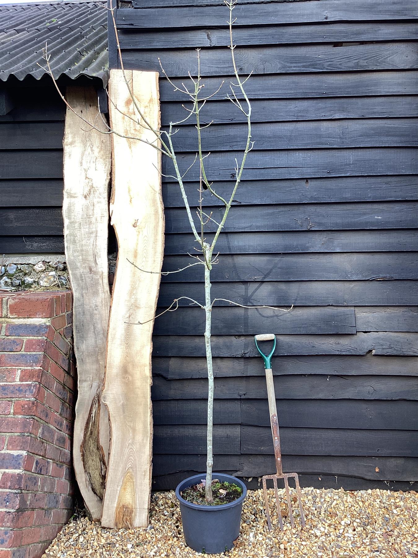 Acer Pseudoplatanus Worleii | Golden Sycamore - 240-260cm, 30lt