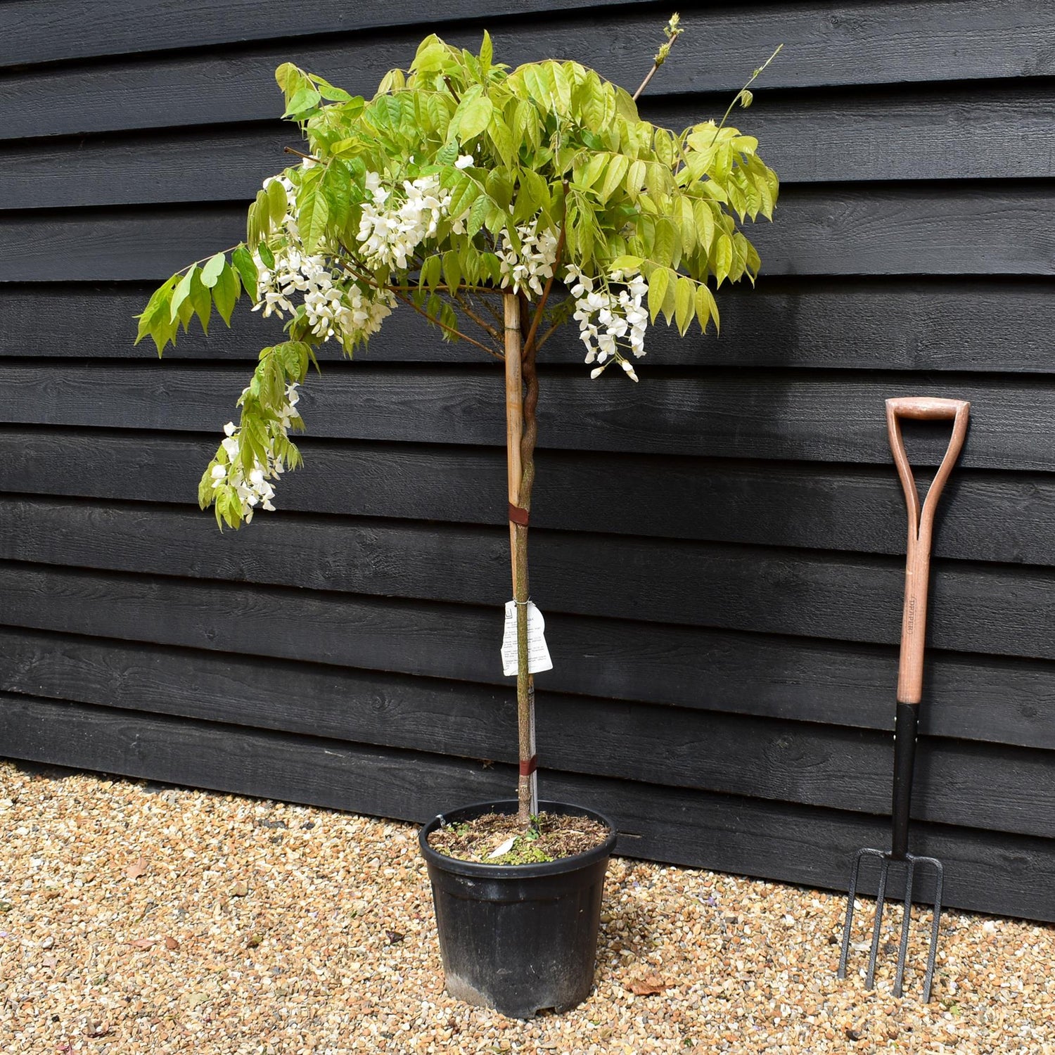 Wisteria sinensis 'Alba' - White flower - Clear Stem 80cm - Height 130-150cm - 18lt