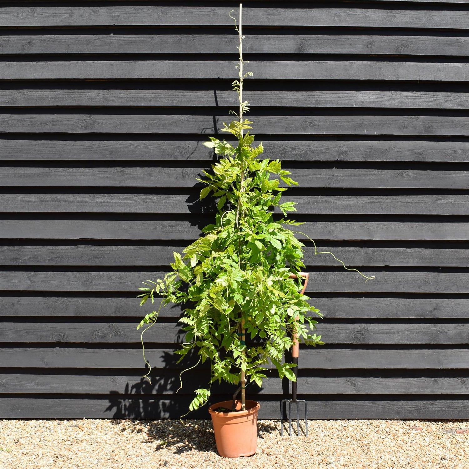 Wisteria Violacea Plena - Cane - Height 160-170cm - 12lt